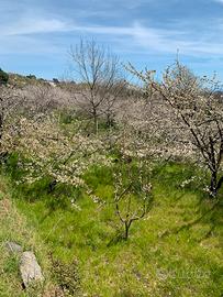 Terreno con Deposito