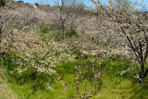 Terreno con Deposito