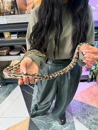 Serpente Elaphe
