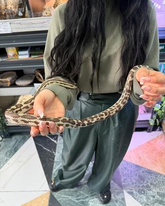 Serpente Elaphe
