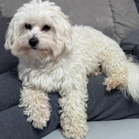 Maltese per accoppiamento