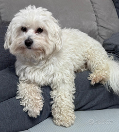 Maltese per accoppiamento