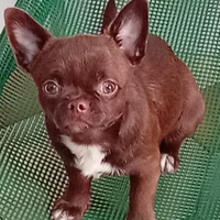 Chihuahua maschietti