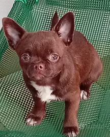 Chihuahua maschietti