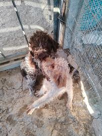 Lagotto romagnolo