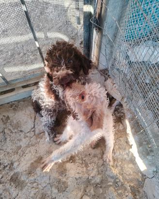 Lagotto romagnolo