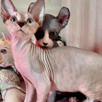 Cuccioli pura razza canadian sphynx