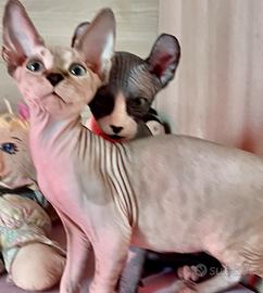Cuccioli pura razza canadian sphynx