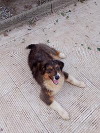 Cuccioli di Pastore Australiano