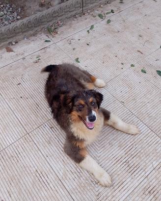 Cuccioli di Pastore Australiano