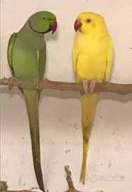 Parrocchetti dal collare