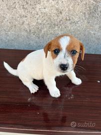 Jack Russell