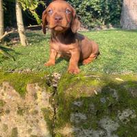 Bassotti Nani cuccioli