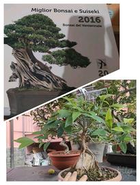 collezione UBI bonsai, ligustro