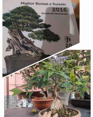 collezione UBI bonsai, ligustro
