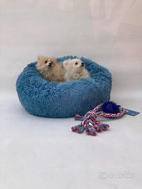 Pomerania