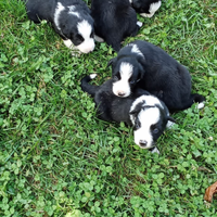 Cuccioli di Border Collie