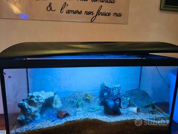acquario 