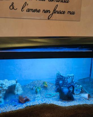 acquario 