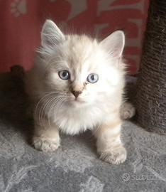 Cuccioli gatto siberiano