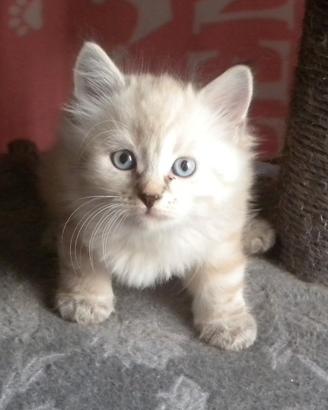 Cuccioli gatto siberiano