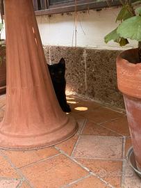 Gatto di pochi mesi