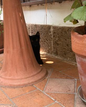 Gatto di pochi mesi