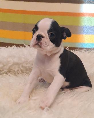 Boston Terrier