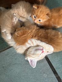 Cuccioli meticci
