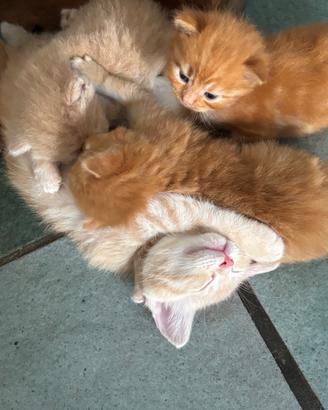 Cuccioli meticci