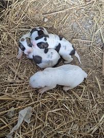 Pastore dell Asia centrale