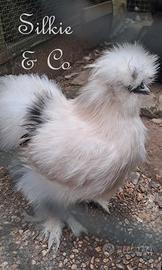 Moroseta SILKIE DALMATAN