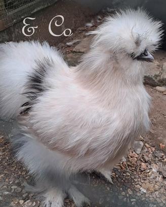Moroseta SILKIE DALMATAN