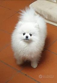 Volpino di pomerania pedigree