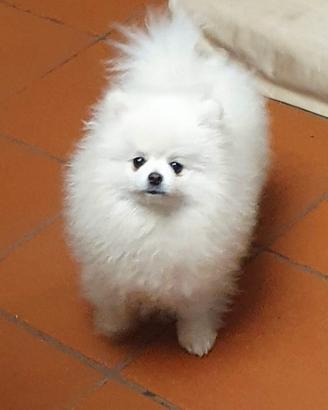 Volpino di pomerania pedigree