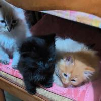 Gattini a pelo lungo incroci sacro di Birmania