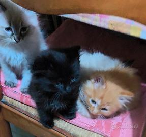 Gattini a pelo lungo incroci sacro di Birmania