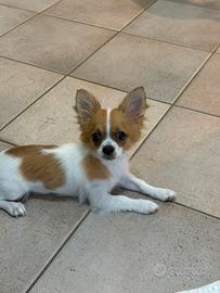 Splendida cucciola di chihuahua a pelo lungo