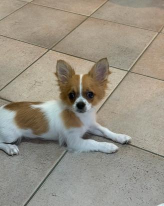 Splendida cucciola di chihuahua a pelo lungo