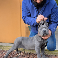 Cuccioli cane corso lonato del garda