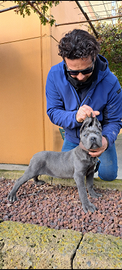 Cuccioli cane corso lonato del garda