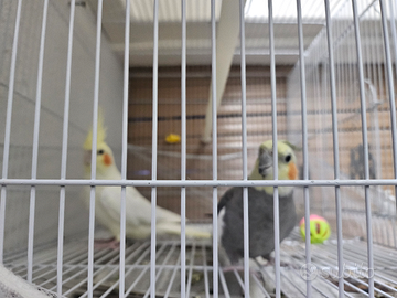 Cocorite calopsite inseparabili