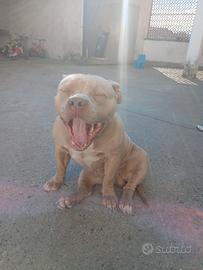 American bully ABKC pedigree