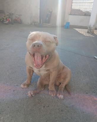 American bully ABKC pedigree