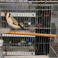 Cardellino mayor maschio