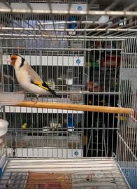 Cardellino mayor maschio