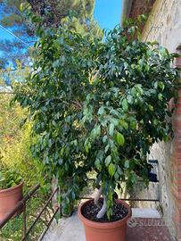 Pianta Ficus mt 3.00 tronco ad elica