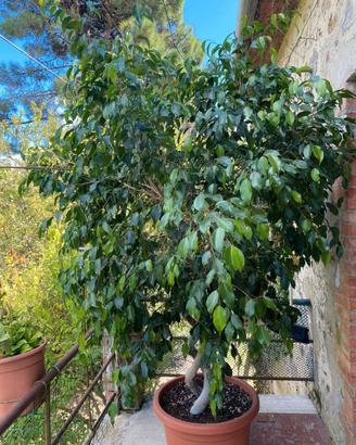 Pianta Ficus mt 3.00 tronco ad elica
