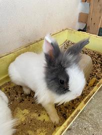 Conigli testa di leone