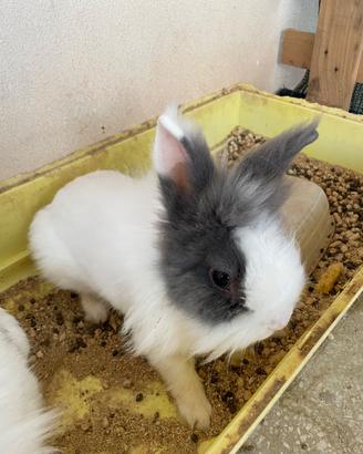 Conigli testa di leone